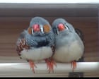 Source-feed image associated with A little bird told her: scientist wins $100,000 prize for decoding birdsong
