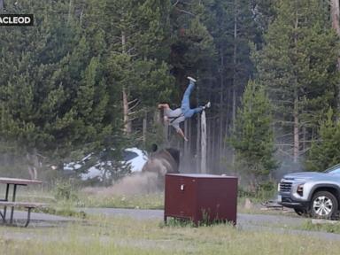 Source-feed image associated with WATCH: The latest on Yellowstone bison launching man 8 feet in air