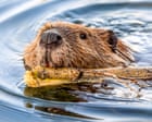 Image from linked report: Rabies concerns grow in the US – but it’s unclear if there’s an increase of the fatal disease