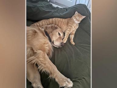 Source-feed image associated with WATCH: This dog and cat form unlikely friendship