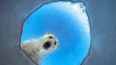 Source-feed image associated with A nosy polar bear and a lucky squirrel: Wildlife Photographer of the Year 2026 shortlist