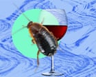 Source-feed image associated with The pest I’ll never forget: the cockroaches were everywhere – even on our wine glasses