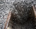 Image from linked report: A perfect storm: how the super El Niño is devastating the fishing industry
