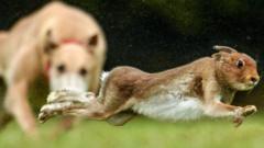 Source-feed image associated with Gates smashed and crops destroyed as farmers threatened by gangs hunting hares