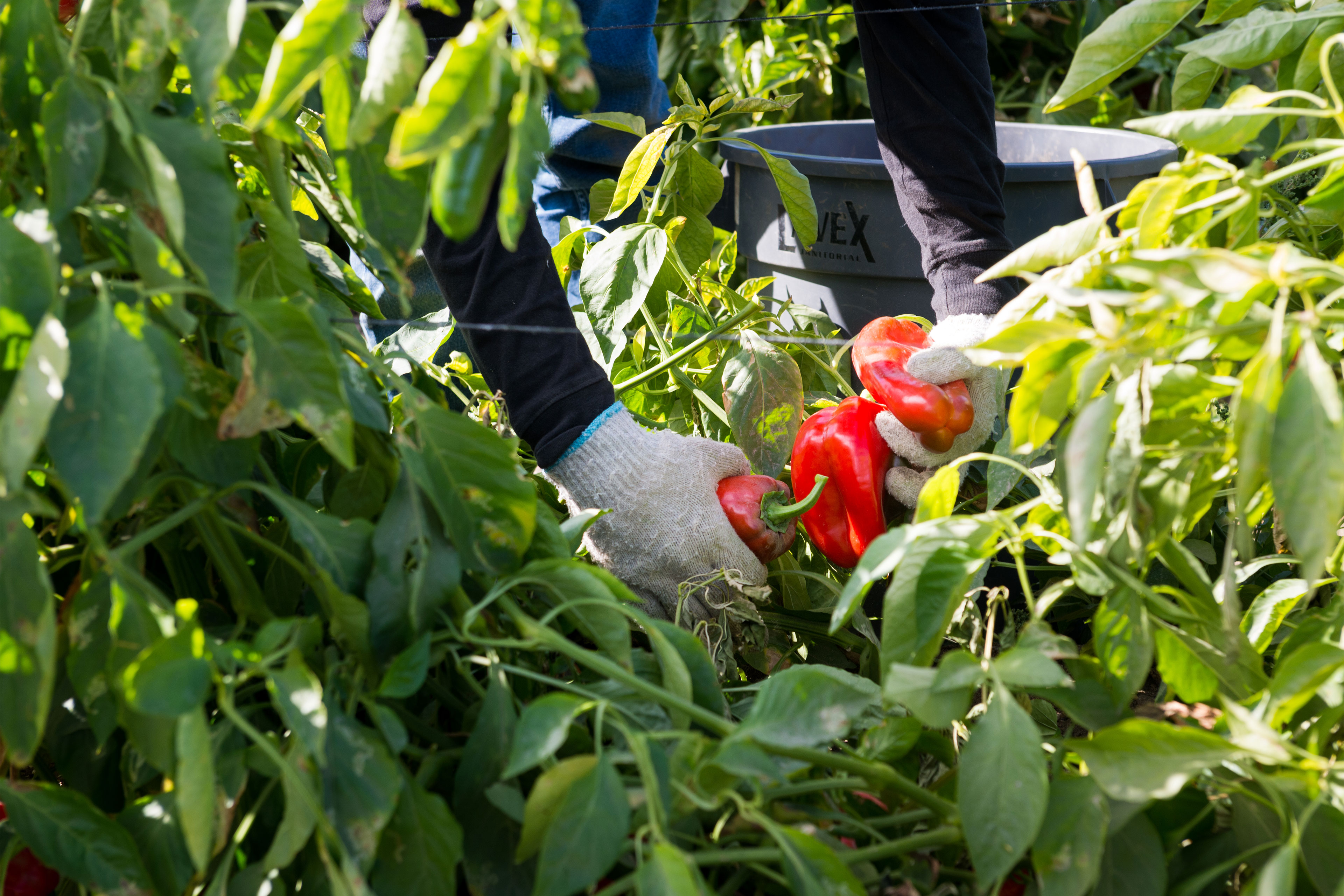 Source-feed image associated with They Harvest the Nation’s Food, but a New Rule May Strip Them of Health Insurance