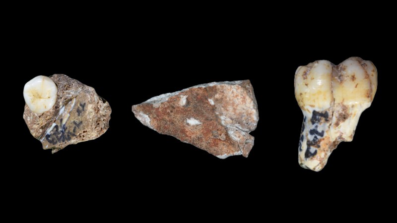 Source-feed image associated with Newfound fossils are spilling Denisovan secrets