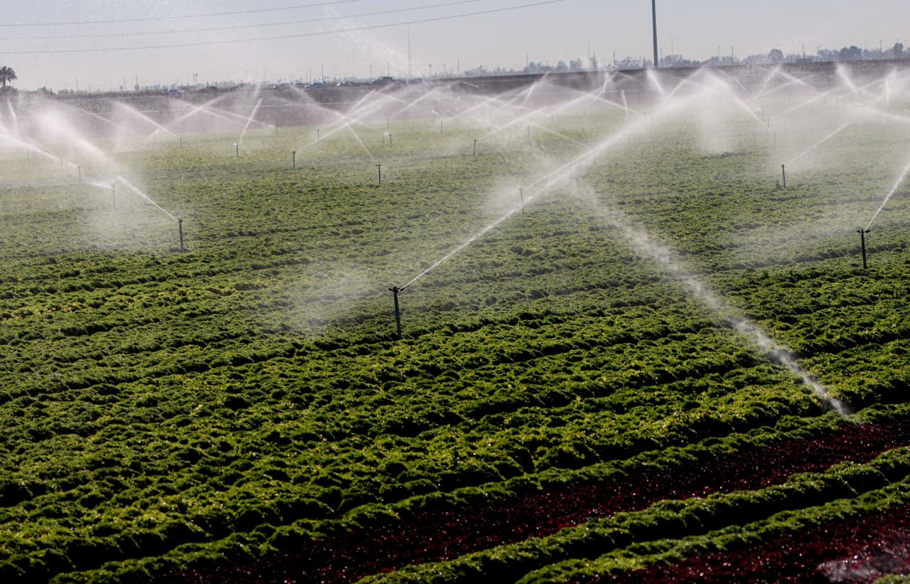 Source-feed image associated with What makes this cyclospora outbreak different — and why it might not end until August