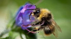 Source-feed image associated with Bumblebees are struggling in UK heatwaves - but you can help them