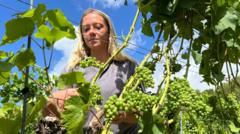 Source-feed image associated with Winemakers prosper but veg farms wilt in the drought