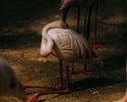 Image from linked report: Flamingos, family and fear of nuclear disaster: award-winning photos at C/O Berlin – in pictures