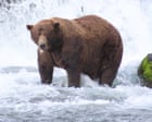 Source-feed image associated with Fat Bear Week has returned – and the salmon are swimming for their lives