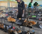 Source-feed image associated with Vietnam police rescue hundreds of cats stolen for meat by crime ring
