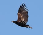 Source-feed image associated with Predator or prey? The confounding case of the missing sea eagle