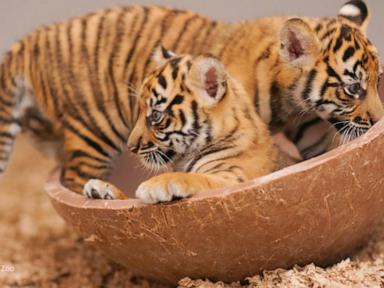 Image from linked report: WATCH: David Muir shares milestones of Fort Worth Zoo's Sumatran tiger cubs