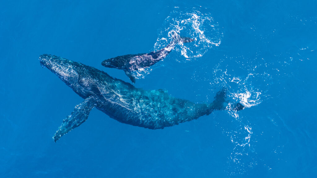 Source-feed image associated with Opinion: Whale songs: the sounds of love and loss as heard by an OB-GYN