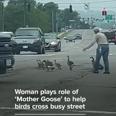 Source-feed image associated with WATCH: Woman plays role of ‘Mother Goose’ to help birds cross busy street