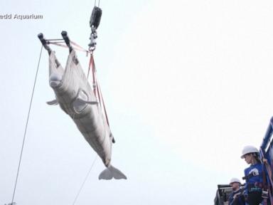 Source-feed image associated with WATCH: Race to rescue beluga whales from defunct Canadian marine park