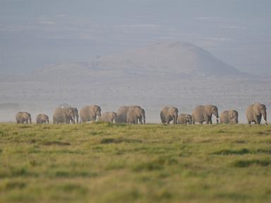 Source-feed image associated with 15 elephants died of cyanide poisoning after eating tomatoes from nearby farms: Kenya