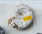 Source-feed image associated with One of UK’s best fossil collections sold overseas in ‘loss to the nation’