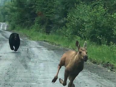 Source-feed image associated with Maine couple spots a bear chasing a moose calf and helps it escape