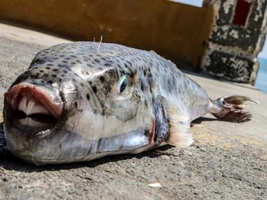 Source-feed image associated with Greece is paying fishermen to catch toxic toadfish invading the warming Mediterranean
