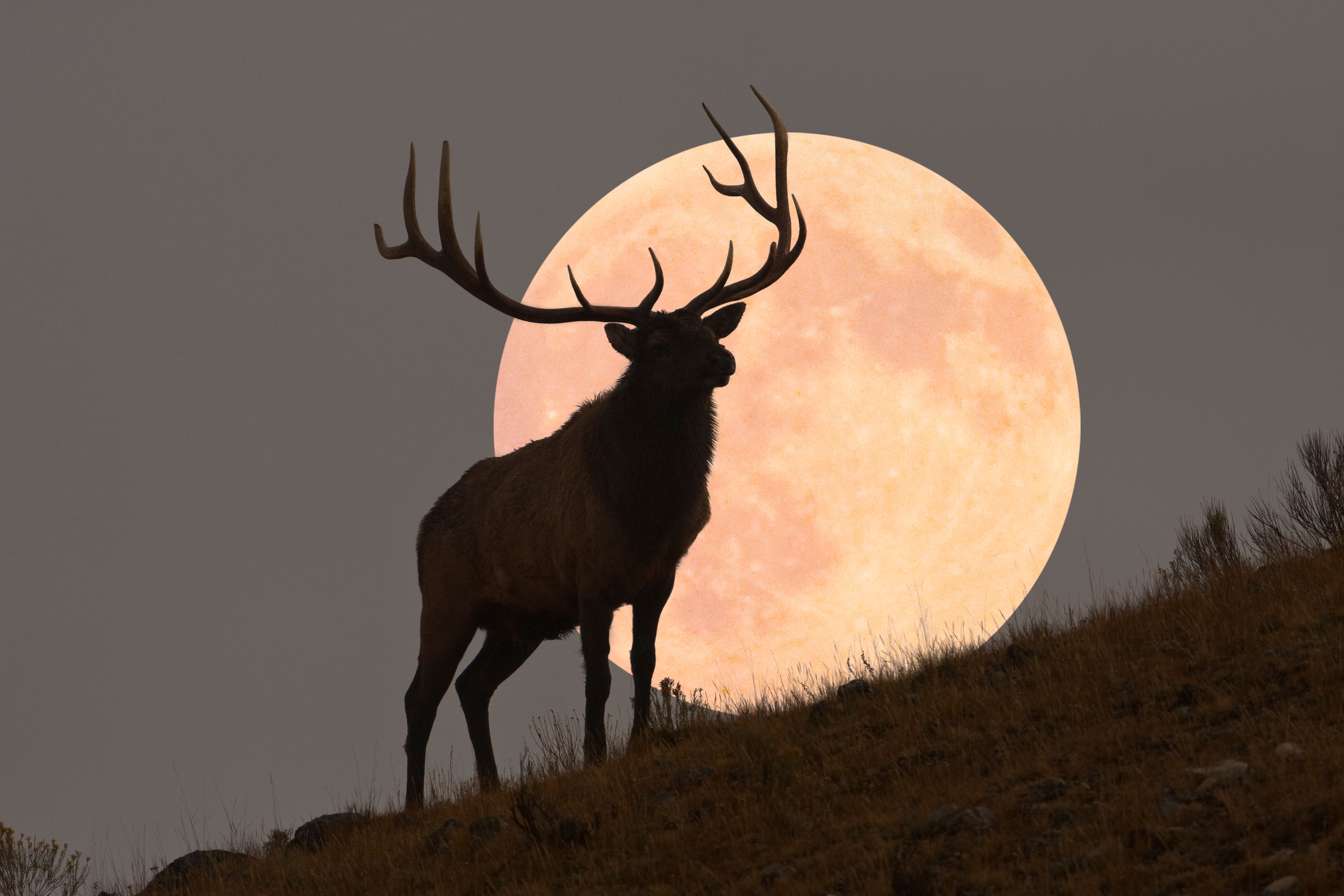 Source-feed image associated with The Full ‘Buck Moon’ Is Approaching—Here’s What It Means for Every Star Sign