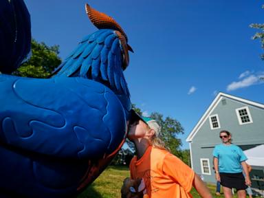Source-feed image associated with Giant metal roosters spread autism acceptance in Maine after town zoning spat