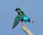 Image from linked report: Week in wildlife: a friendly seal, a furious goldcrest and ‘the swanfather’