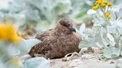 Source-feed image associated with Australia confirms first case of H5N1 bird flu as virus reaches every continent