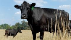 Source-feed image associated with US beef prices have soared but farmers aren't making more money