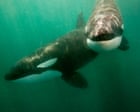 Source-feed image associated with Orcas seen ramming prey so hard it explodes may be playing game