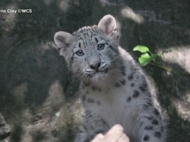 Image from linked report: WATCH: Snow leopard baby reveal