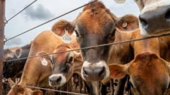Source-feed image associated with Canada bans Texas cattle over flesh-eating screwworm outbreak in US