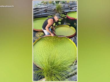 Source-feed image associated with WATCH: Couple's garden inspires millions with giant lily pads