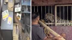 Source-feed image associated with Liquor store employee narrowly escapes leopard attack