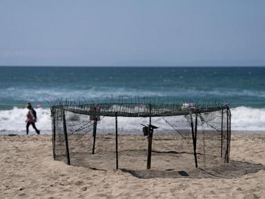 Image from linked report: Agency says sea turtle eggs laid on California beaches are a first for the US West Coast