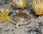 Source-feed image associated with Species’ ingenious survival strategies no match for human destruction, red list reveals