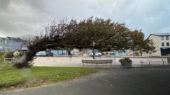 Image from linked report: The bendy elm crowned UK Tree of the Year