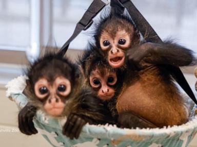 Source-feed image associated with WATCH: Rescued baby spider monkeys find a new home at the Nashville Zoo