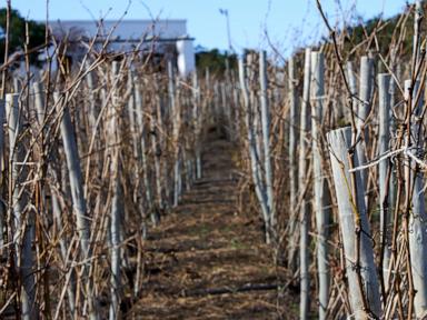 Source-feed image associated with A COVID lockdown led this woman to plant a vineyard at her parents' home. Now a dream is realized
