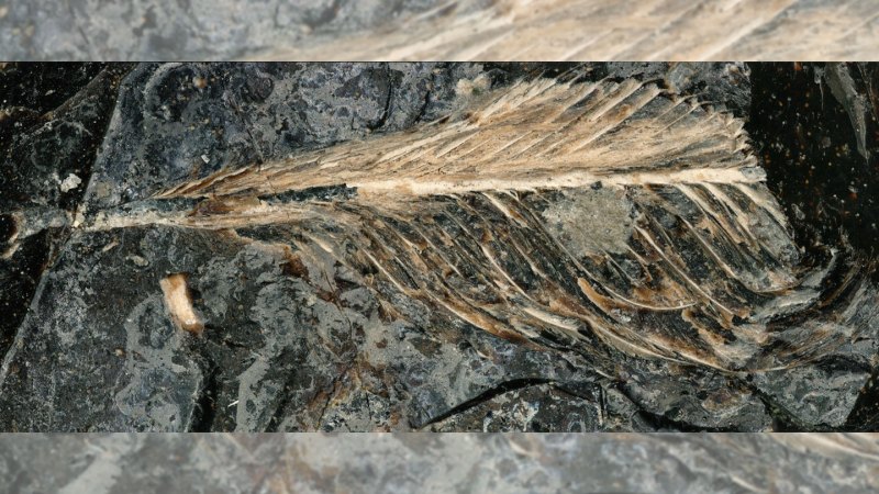 Image from linked report: These are the first feathers ever found in fossilized dinosaur poop
