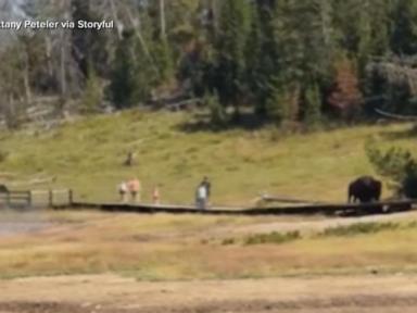 Source-feed image associated with WATCH: Bison charges at child in Yellowstone