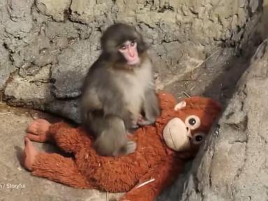 Source-feed image associated with WATCH: Punch the Monkey celebrates 1st birthday