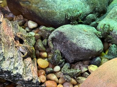 Image from linked report: An endangered frog nursery in LA cares for hundreds of tadpoles until they're ready for the wild