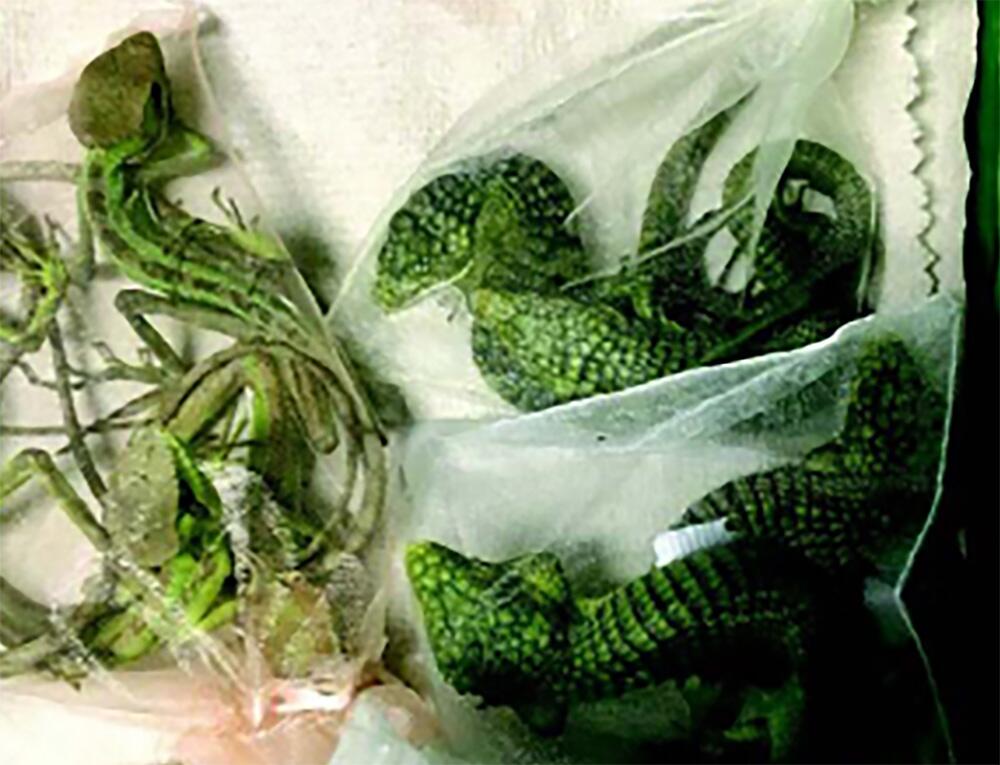 Source-feed image associated with Baby crocodile smuggler from Oxnard headed to federal prison
