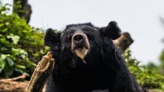 Source-feed image associated with Black bear caught in Japan after days of sightings