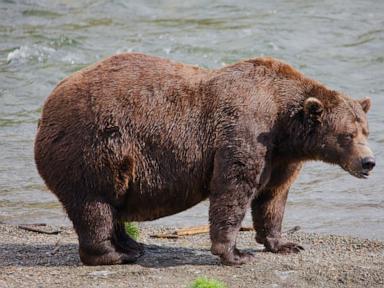 Image from linked report: Fat Bear Week opens for Alaska’s heavyweights. Can the 1,200-pound champ win again?
