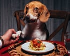 Source-feed image associated with ‘Such adept cover stars’: why dogs are taking over fashion in the ‘AI face’ era