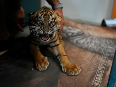 Source-feed image associated with World's most endangered tigers born in Greece as zoos build a safety net
