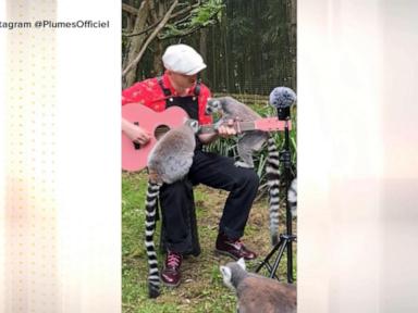 Source-feed image associated with WATCH: Why 1 man is serenading animals across the globe